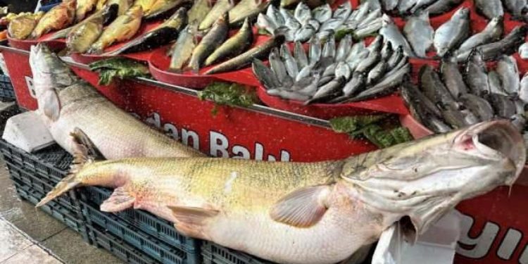 Balıkçı tezgahlarında çeşit arttı, fiyat düştü