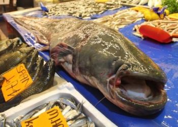 Dev yayın balığı ilgi odağı oldu