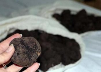 Dünyanın en değerlisi… Van’da ele geçirilmişti! Son kez satışta