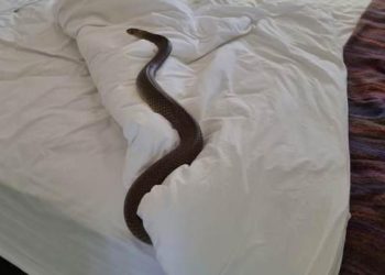 Dünyanın en zehirli yılanını yatağında buldu