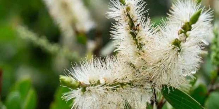 Nioli yağının faydaları nelerdir? Nioli yağı idrar yolu enfeksiyonuna iyi gelir mi?