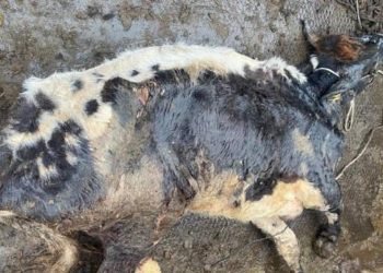 Şap hastası hayvanı kesmeye götürürken yakalandı