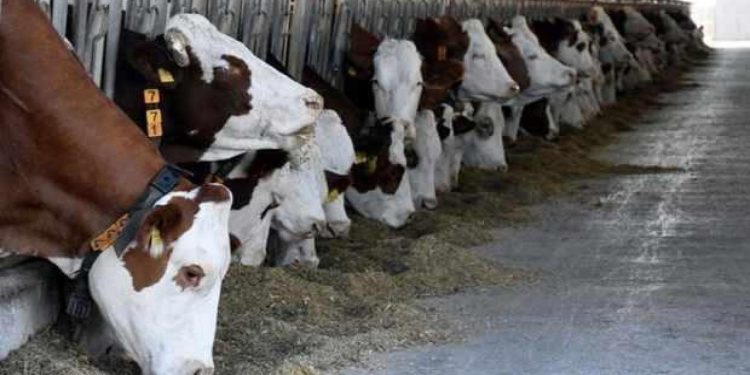 Türkiye, hayvan sayılarında AB ülkelerini geride bıraktı