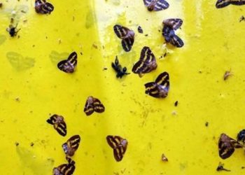 ‘Vampir kelebek’ ile mücadele için yerli ilaç