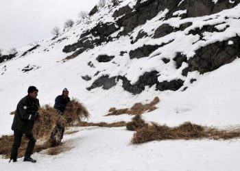 Yaban hayvanları unutulmuyor! Bakanlıktan yem desteği
