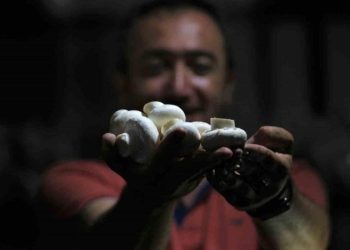 1200 rakımda üretilen mantardan ayda 36 ton yetişiyor!