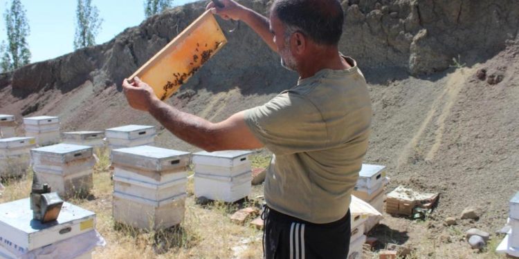 Iğdır’da bal hasadında bu yıl istenilen randıman alınamadı