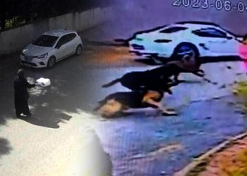 İstanbul’da korkunç olay: Başıboş sokak köpekleri kadınlara dehşeti yaşattı