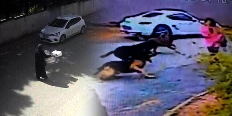 İstanbul’da korkunç olay: Başıboş sokak köpekleri kadınlara dehşeti yaşattı