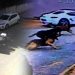 İstanbul’da korkunç olay: Başıboş sokak köpekleri kadınlara dehşeti yaşattı