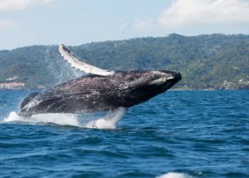 Rüyada balina görmek ne anlama gelir?