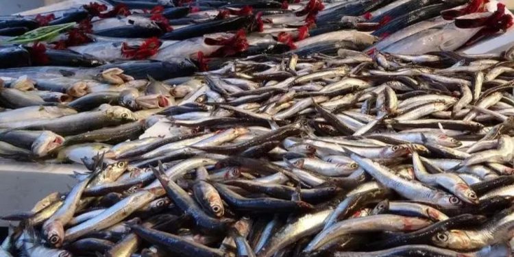 Hamsi fiyatları dalgalı seyrediyor
